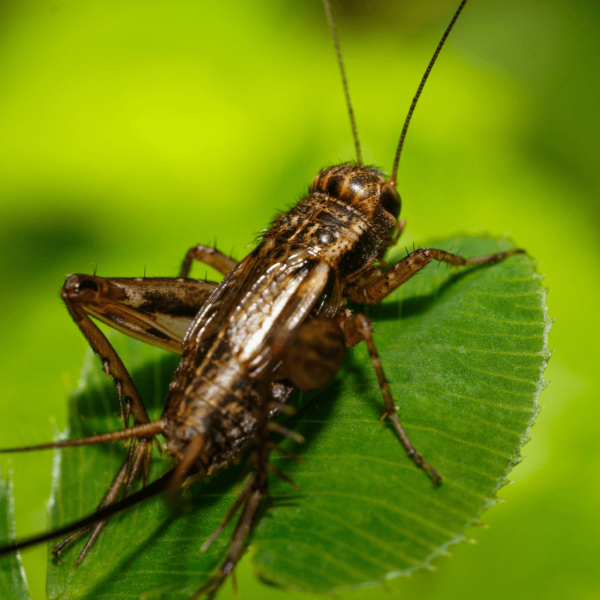 Are_Crickets_Harmful_For_Gardens