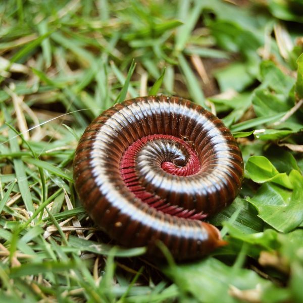 Millipedes-scaled