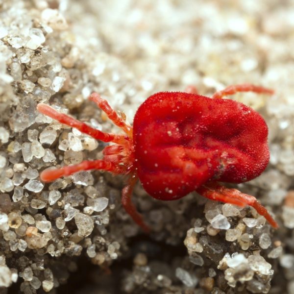 RED-CLOVER-MITE