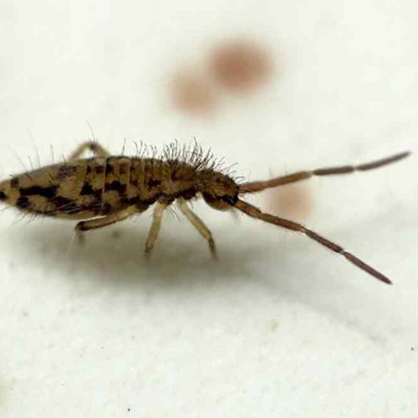 Springtail