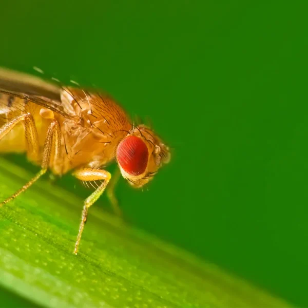 The-10-Most-Common-Fruit-Fly-Questions-Answered