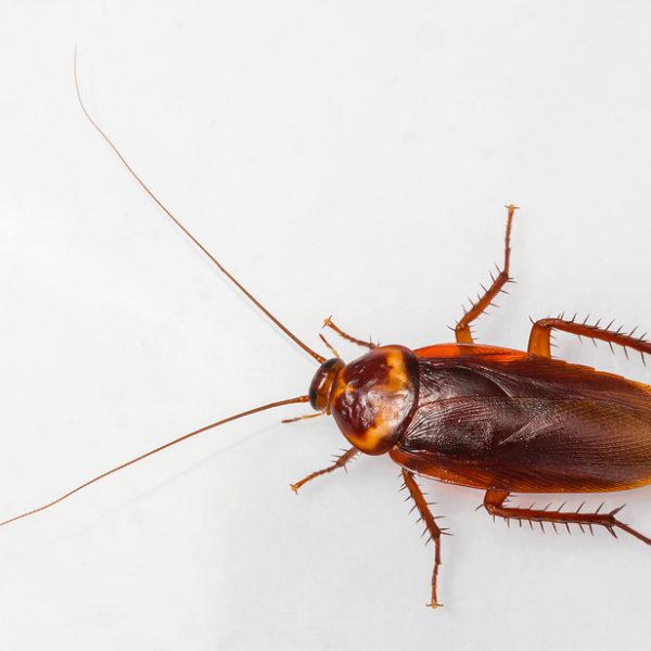 bigstock-American-Cockroach-48025229