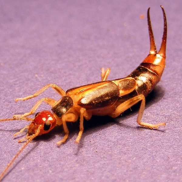 gold_striped_earwig.width-1200.5a25695 (1)